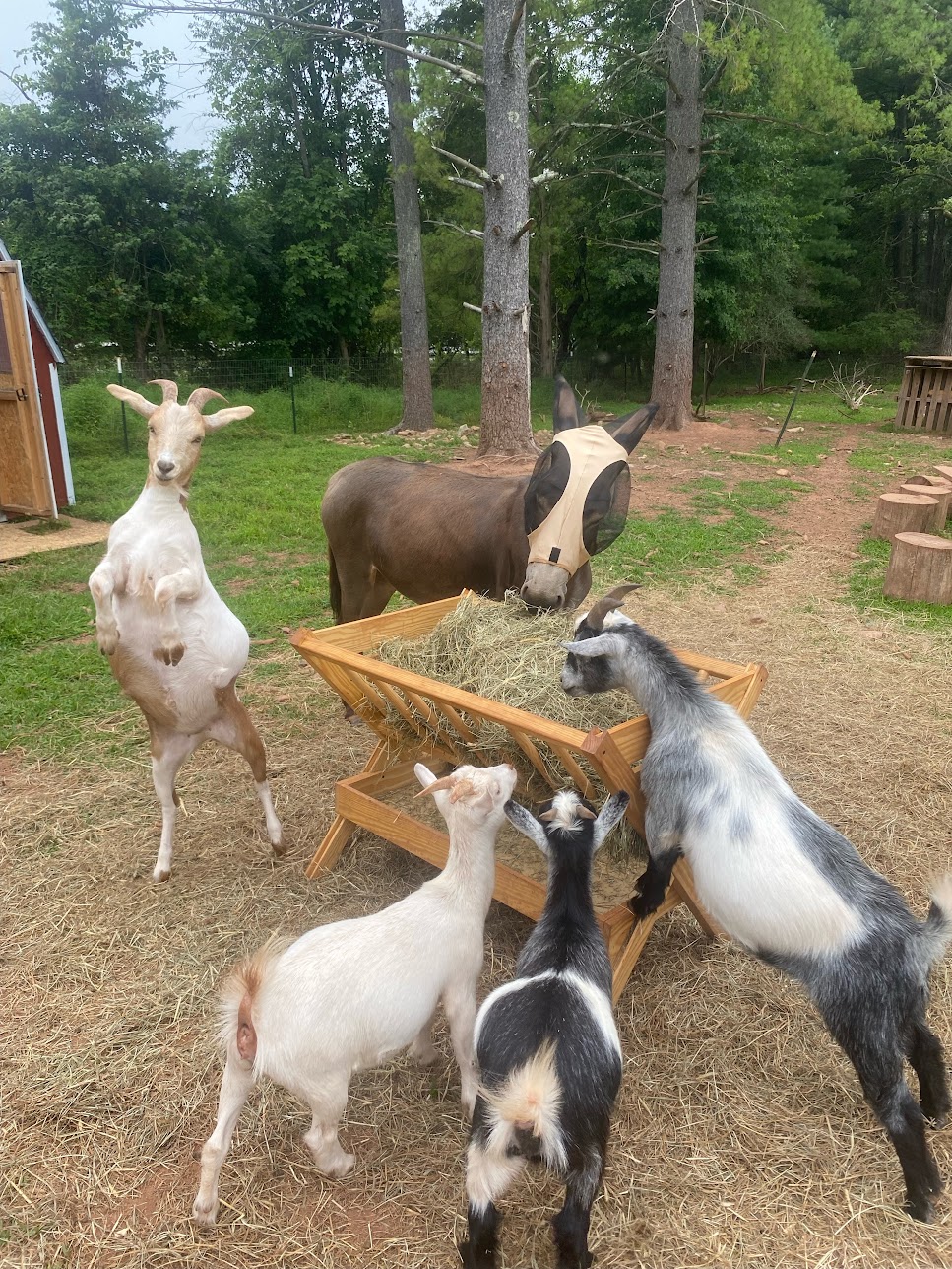 goats