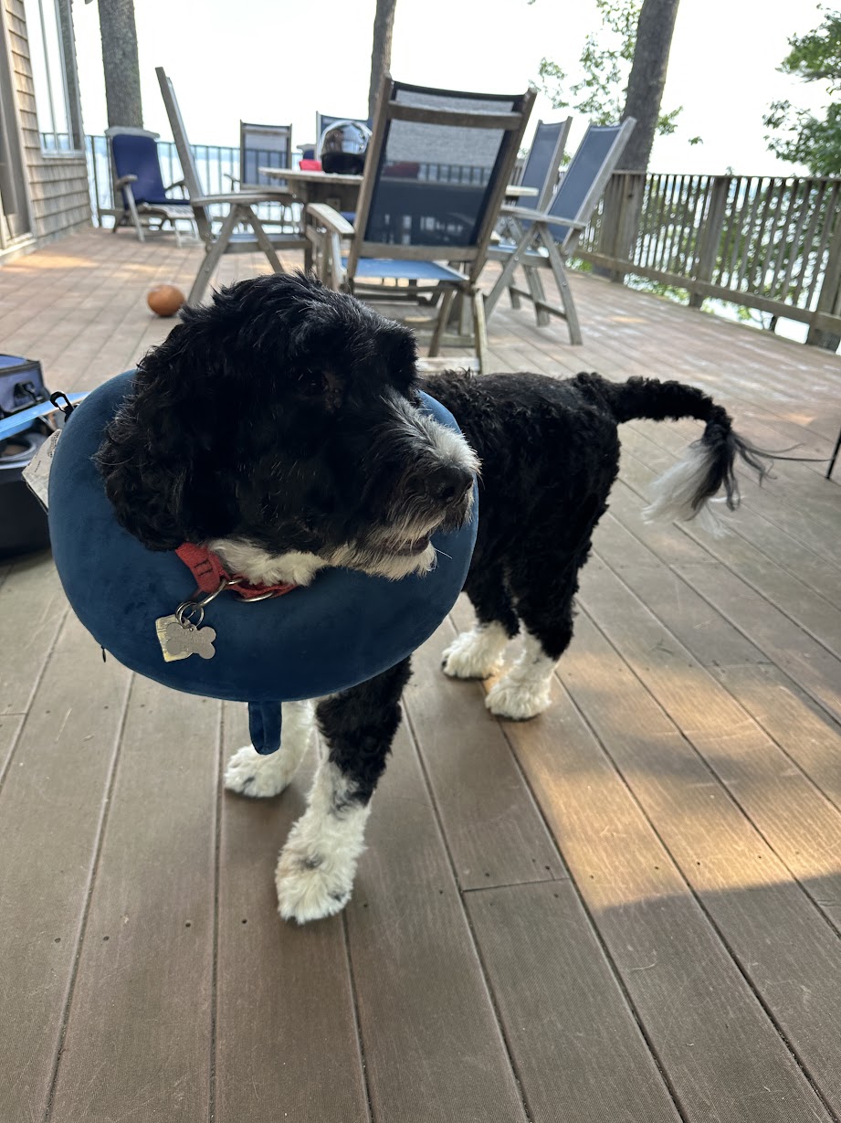 dog