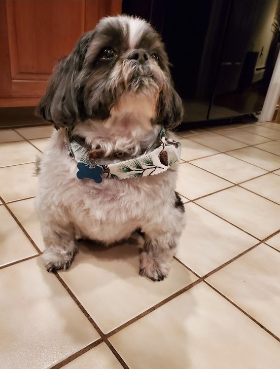 dog